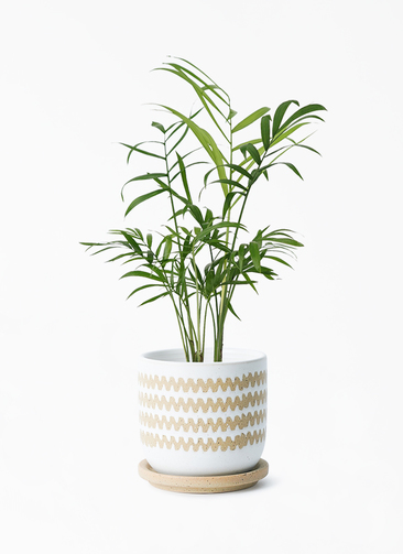 観葉植物 テーブルヤシ 3号 インナ 11 W ホワイト 付き | 観葉植物なら