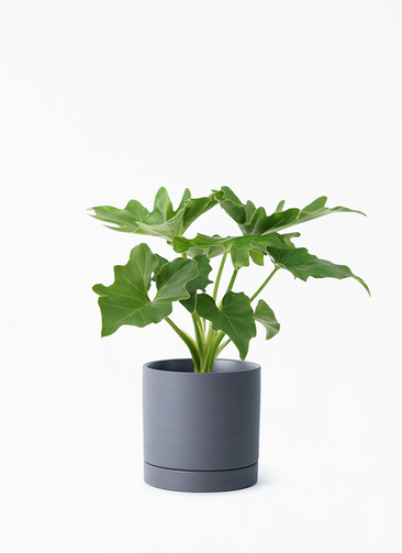 観葉植物 フィロデンドロン 3号 セローム ヒトデカズラ ルーツ 11 K