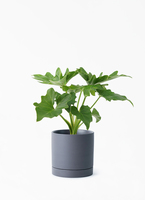 観葉植物 フィロデンドロン 3号 セローム ヒトデカズラ ルーツ 11 K