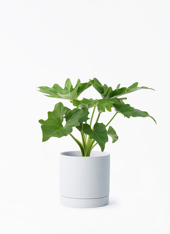 観葉植物 フィロデンドロン 3号 セローム ヒトデカズラ ルーツ 11 H