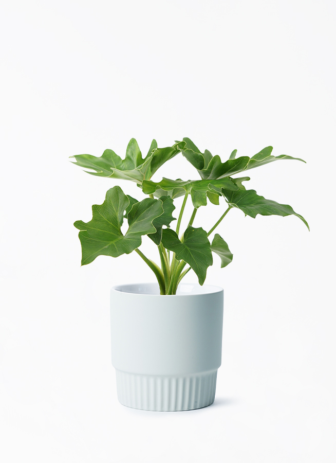 観葉植物 フィロデンドロン 3号 セローム ヒトデカズラ エルマ 13 H
