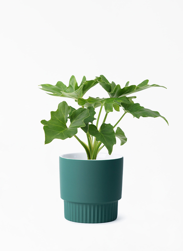 観葉植物 フィロデンドロン 3号 セローム ヒトデカズラ エルマ 13 G