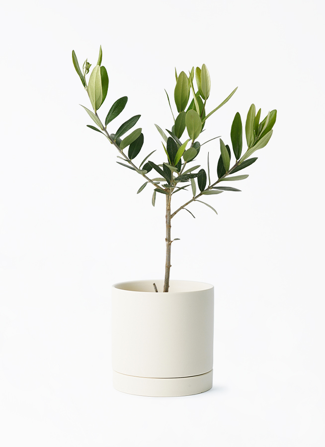 olive-1195_1.jpg?1696554105