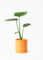 monstera-603_1.jpg?1696554309