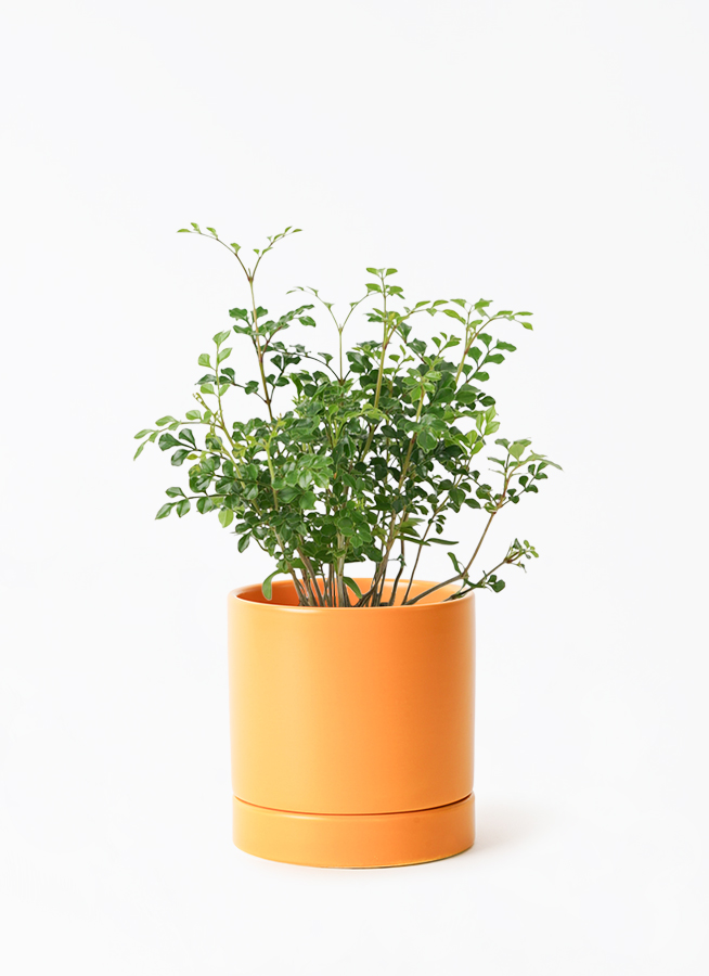観葉植物 シマトネリコ 3号 オーセ 11 Y イエロー 付き | 観葉植物なら