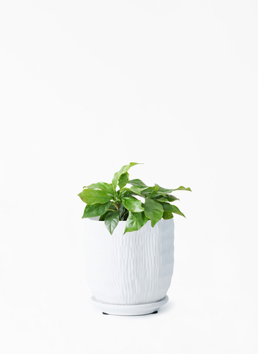 観葉植物 コーヒーの木 3号 ハピ 白 S 付き | 観葉植物ならHitoHana