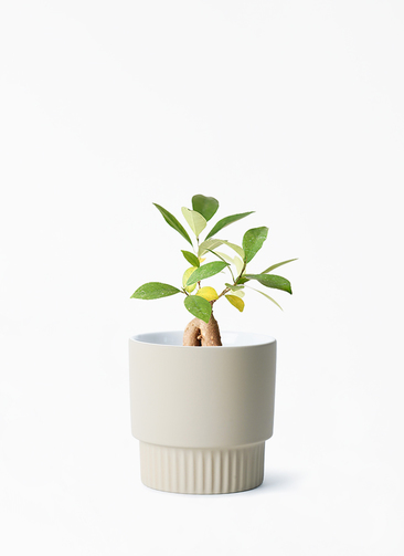 観葉植物 ガジュマル 3号 股仕立て エルマ 13 B グリーン 付き