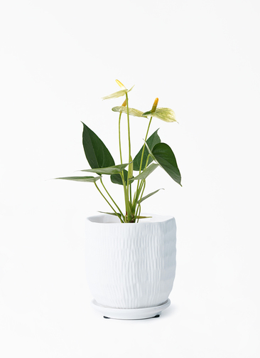 anthurium-1708_1.jpg?1696554630