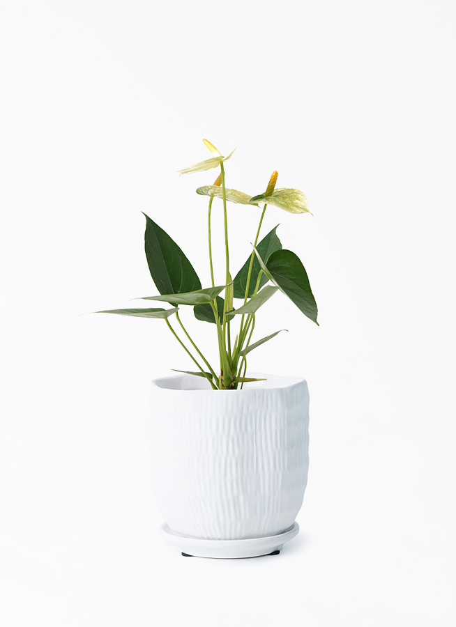 ［現品］【珍しい】3番　アンスリウム　ワロクアーナム　2.5号　観葉植物　室内 現品］【珍しい】3番 アンスリウム ワロクアーナム 2.5号 観葉