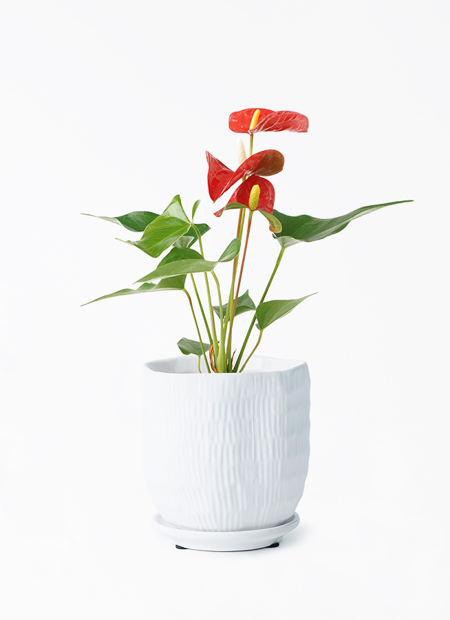 Anthurium besseae red veins no.1 夏用梱包 Anthurium besseae red veins no.1 夏用梱包