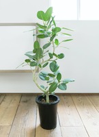 フィカス ベンガレンシス 8号 | 観葉植物通販 Hitohana（ひとはな）