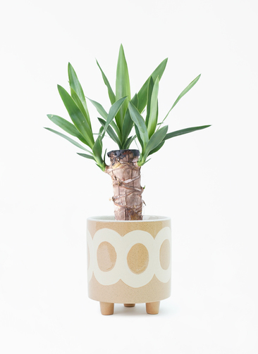 観葉植物 ユッカ 4号 ノーマル ラダ 15 B ベージュ 付き | 観葉植物