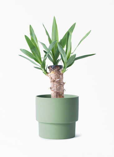 観葉植物 ユッカ 4号 ノーマル エメリ 14 G グリーン 付き | 観葉植物