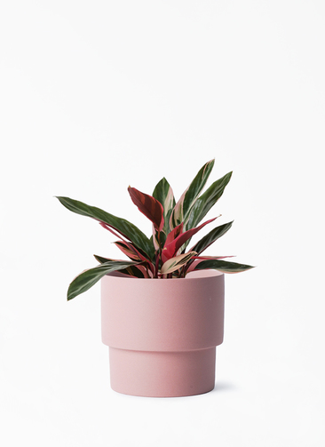 stromanthe-76_001.jpg?1696713539