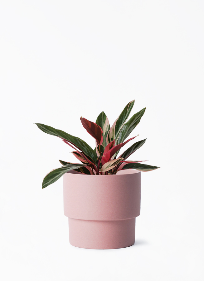 stromanthe-76_001.jpg?1696713539