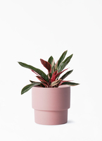 stromanthe-76_001.jpg?1696713539
