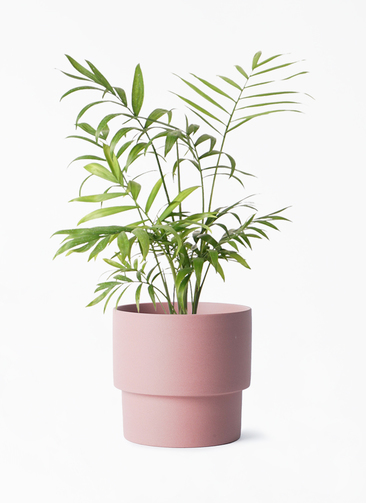 観葉植物 テーブルヤシ 4号 エメリ 14 S カーキ 付き | 観葉植物なら