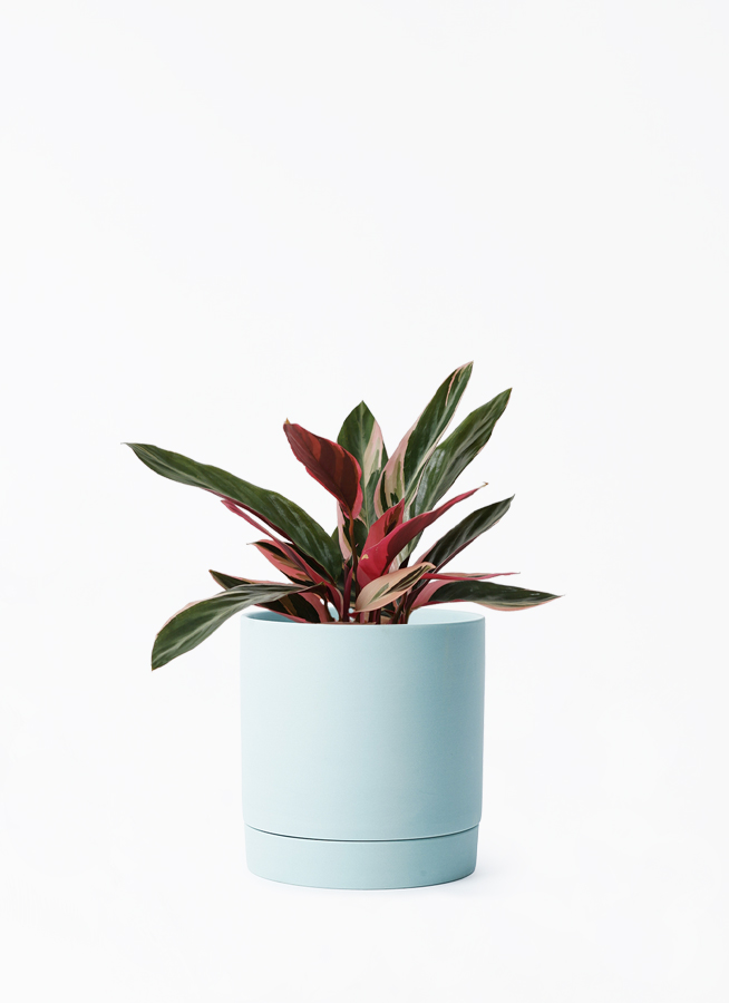 観葉植物 ストロマンテ トリオスター 4号 リア 青緑 M 付き | 観葉植物