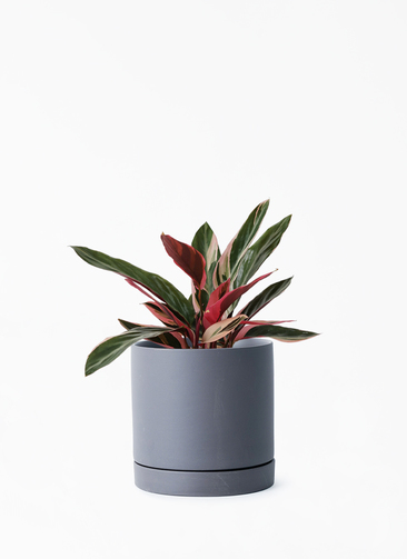 stromanthe-74_001.jpg?1696713550