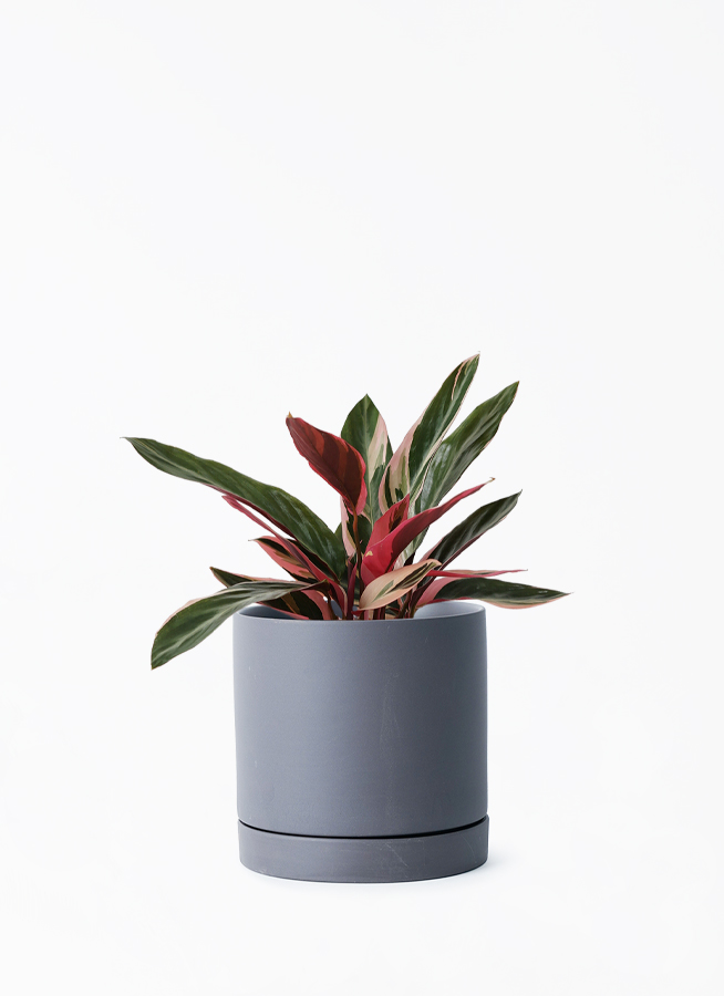 stromanthe-74_001.jpg?1696713550