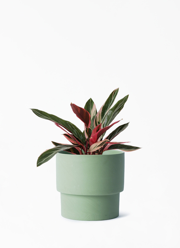 stromanthe-77_001.jpg?1696713566