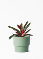 stromanthe-77_001.jpg?1696713566