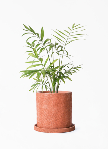 観葉植物 テーブルヤシ 4号 エッシ 16 R ブラウン 付き | 観葉植物なら