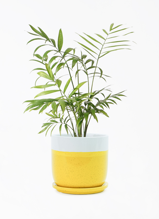 観葉植物 テーブルヤシ 4号 レーニ 14 イエロー 付き | 観葉植物 観葉植物 テーブルヤシ 4号 レーニ 14 イエロー 付き | 観葉植物