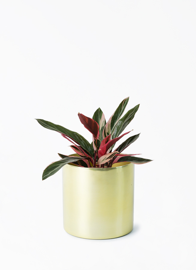 stromanthe-60_001.jpg?1696713594