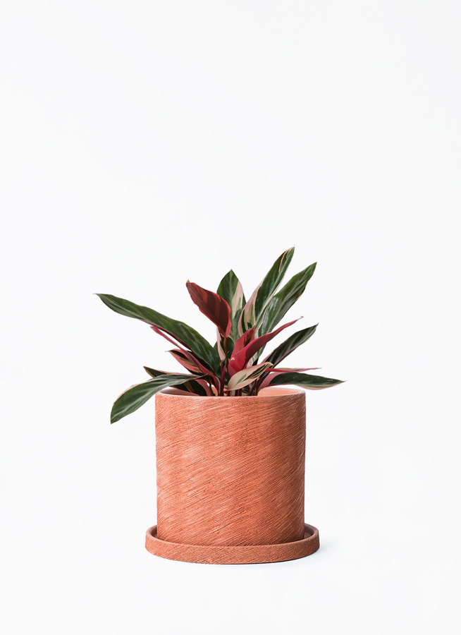 stromanthe-70_001.jpg?1696713600