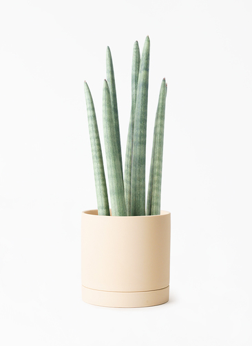 sansevieria-stuckyi-298_001. 