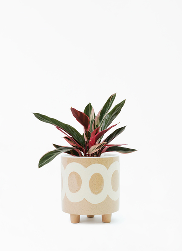 観葉植物 ストロマンテ トリオスター 4号 ラダ 15 B ベージュ 付き