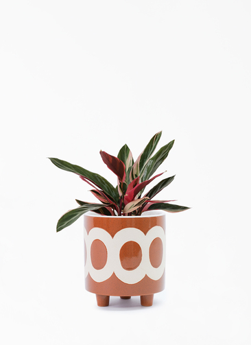 stromanthe-69_001.jpg?1696713652