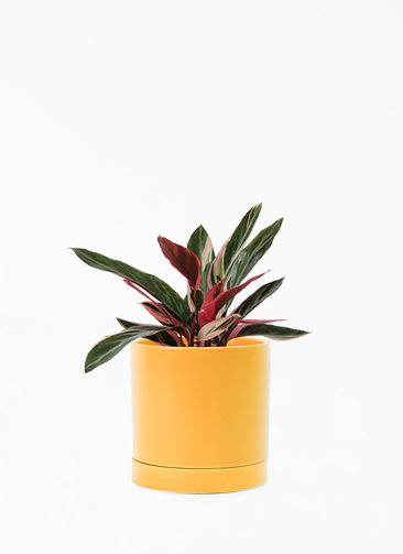 stromanthe-59_001.jpg?1696713654