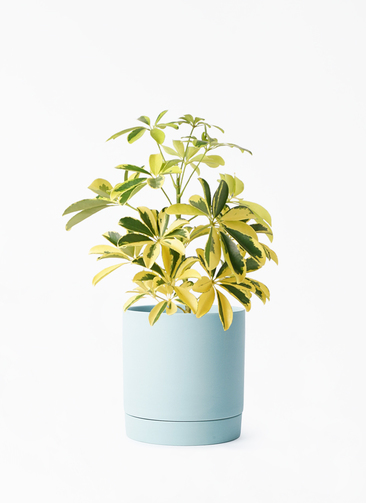 観葉植物 カポック（シェフレラ） 4号 斑入り ルーツ 15 H