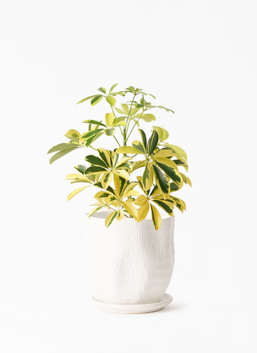 kapok-825_001.jpg?1696713957