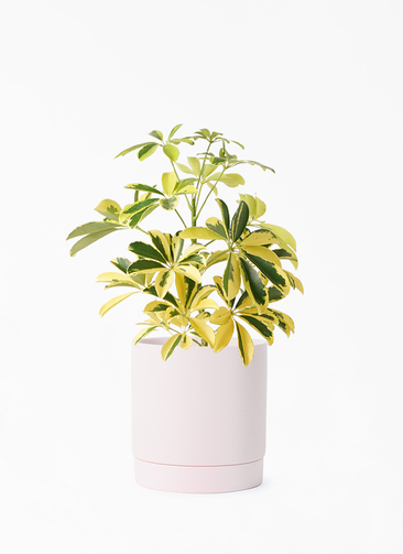 【直接取引限定】シェフレラ カポック 斑入り少し 約160cm 観葉植物 カポック（シェフレラ） 4号 斑入り ジュートポット 1 付き