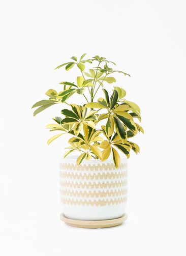 シェフレラ・カポック斑入り。 中型 。観葉植物。鉢ごと無料で発送致します。 ホンコンカポック(シェフレラ) 斑入り【白】 【観葉植物 4号鉢