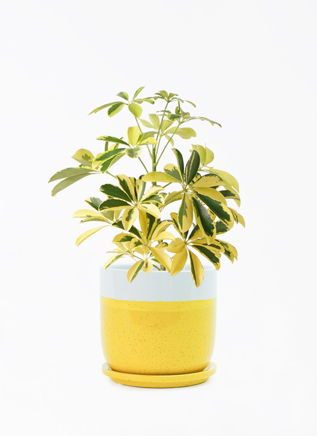 カラーサンドアート　コーヒーの木　観葉植物　シェフレラ　カポック カラーサンドアート コーヒーの木 観葉植物 シェフレラ カポック