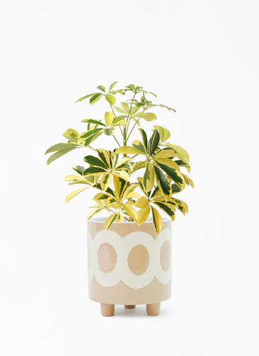 kapok-814_001.jpg?1696714044