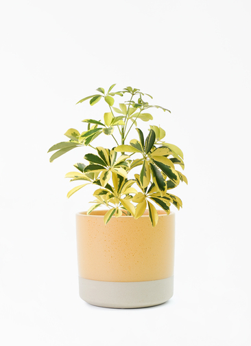 kapok-811_001.jpg?1696714049