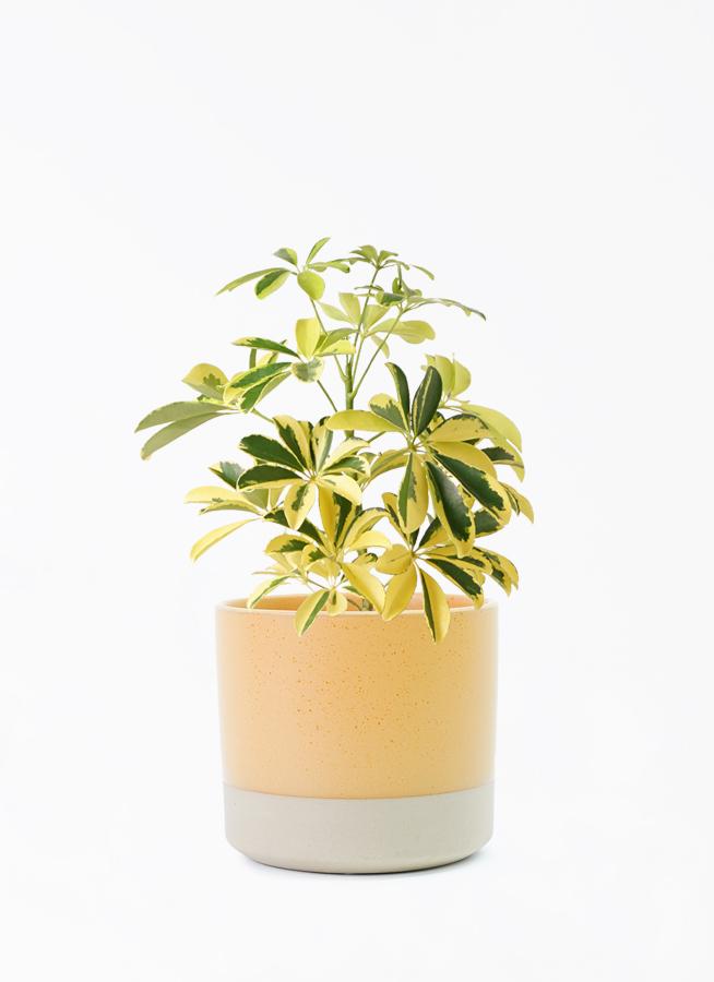 シェフレラ カポック 斑入り 観葉植物　高さ95cmほど 観葉植物 シェフレラ（カポック） 4号 斑入り ハンネ 16 R オレンジ