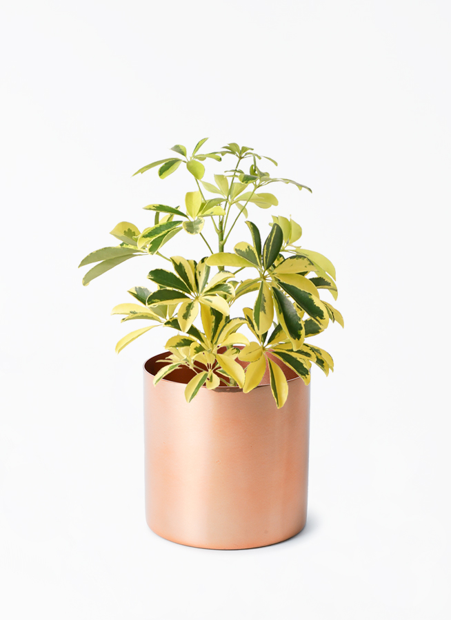 観葉植物 カポック（シェフレラ） 4号 斑入り ラーケル