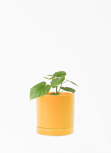 観葉植物 フィカス ウンベラータ 4号 オーセ 15 Y イエロー 付き