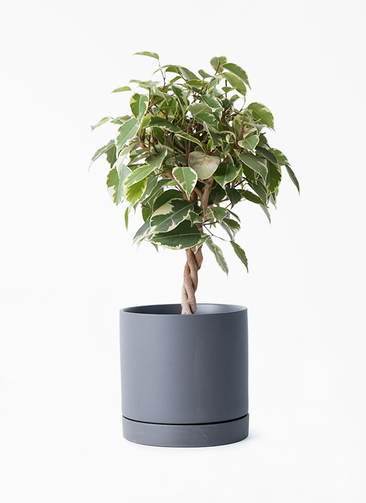 ficus-benjamina-princess-