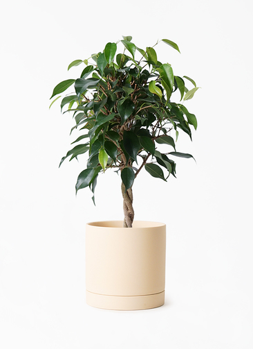 観葉植物 フィカス ベンジャミン 4号 玉造り ルーツ 15 L ベージュ