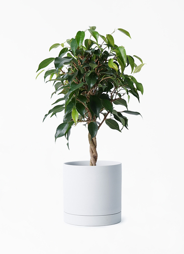 観葉植物　ファカスベンジャミン　大型　ファカス　ガジュマル　シェフレラ 観葉植物 ファカスベンジャミン 大型 ファカス ガジュマル シェフレラ