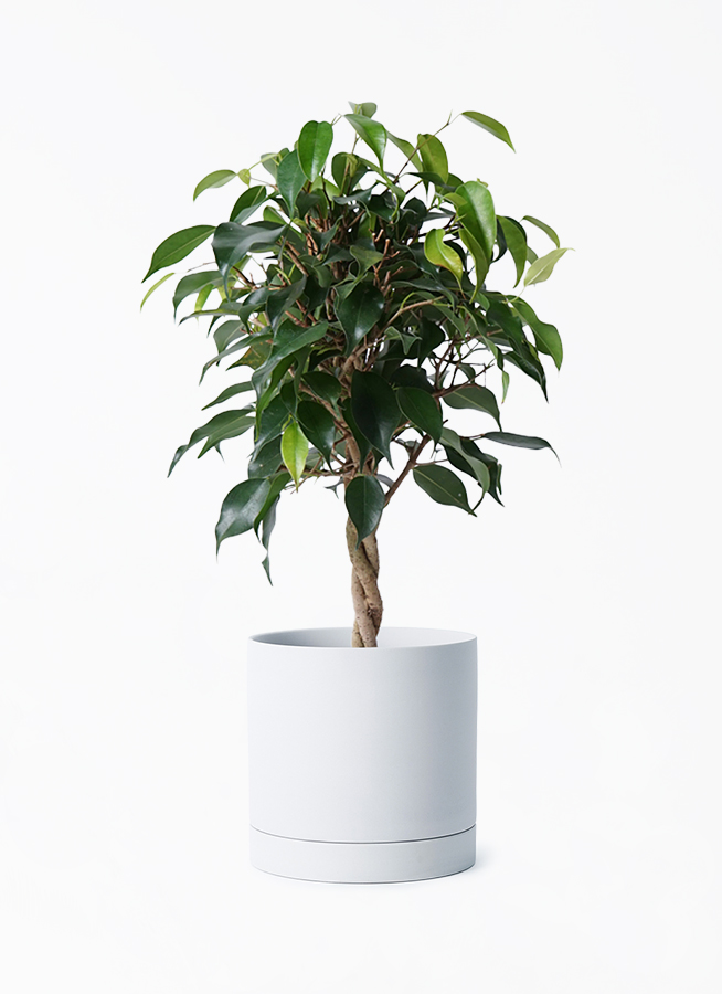 【限定品】フィカス ベンジャミン レギナルド 玉造り・豪華4本編み込み 観葉植物 フィカス ベンジャミン 4号 玉造り ルーツ 15 H グレー 付き