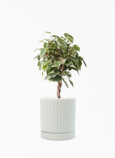 ficus-benjamina-princess-