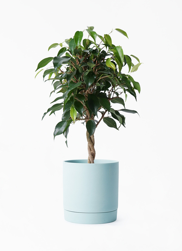観葉植物 フィカス ベンジャミン 4号 玉造り リア 青緑 M 付き | 観葉